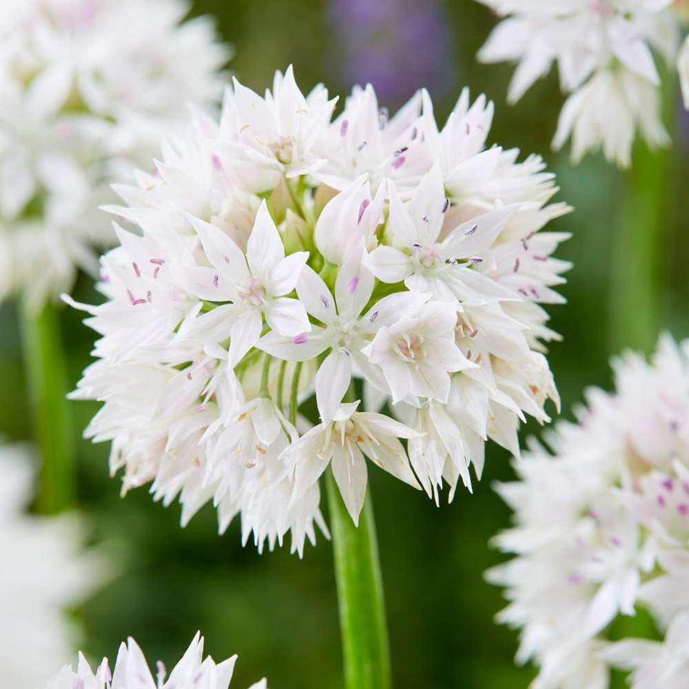 Allium 'Graceful Beauty'